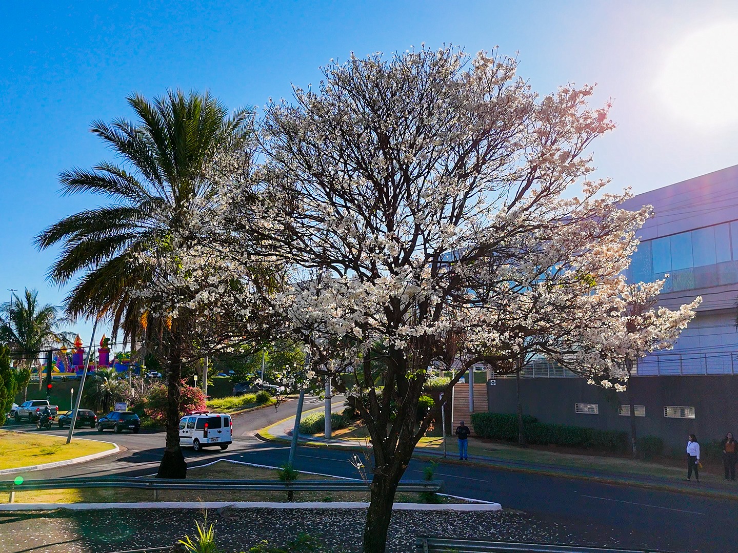 Encanto nas ruas: florada de ipês brancos saúda a chegada da Primavera na Cidade Morena